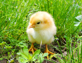 little  chicken