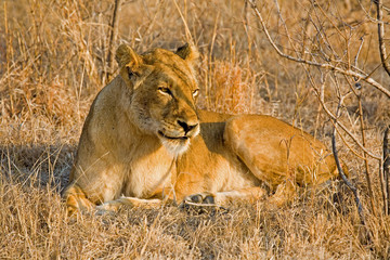 Lioness in the grass