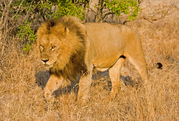 Male lion walking through long grass