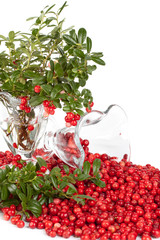 Fresh cowberry with green leaves
