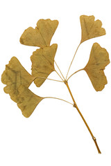 ginkgo