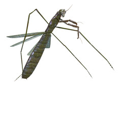 praying mantis