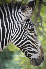 Obraz na płótnie Canvas Side of a zebra