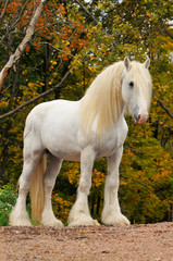 Obraz na płótnie Canvas Biały shire portret koni projekt jesienią