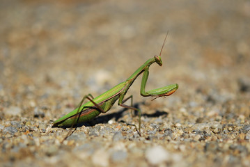 Mantis