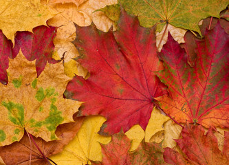 Naklejka na ściany i meble Background of faded maple leaves.
