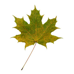Faded maple leaf
