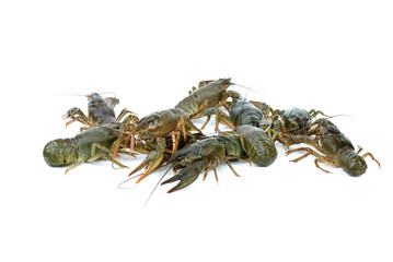 Few crawfishes