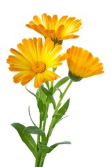 Three calendula flowers