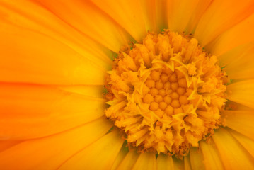 Close-up shot of orange calendula flower