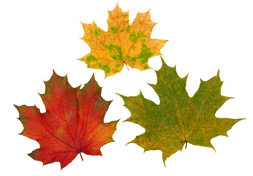 Red, yellow and green maple leaves