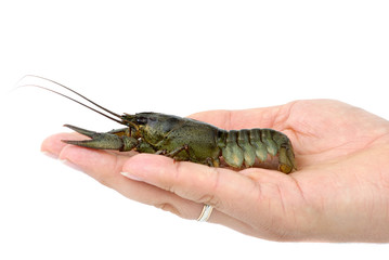 Crawfish lying in the palm