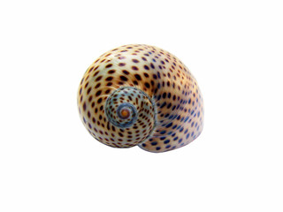 Sea Shell