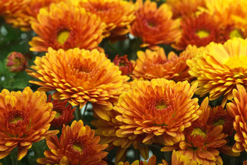 Orange chrysanthemum flowers