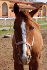Horse