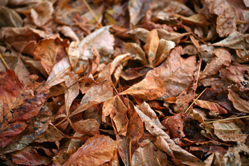 feuilles mortes
