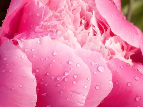 Fototapeta Morning dew on peony petals growing in the garden