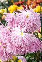 Obraz premium Sweet pink chrysanthemums.