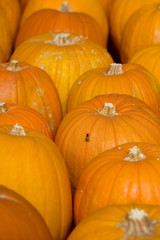 Sagra della zucca di Piozzo (Cn)