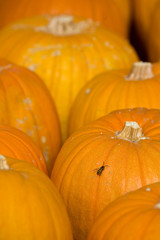 Sagra della zucca di Piozzo (Cn)