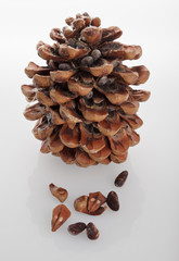 cedar of Lebanon cone isolated on white