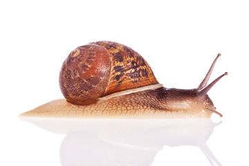 Garden snail isolated on a white background