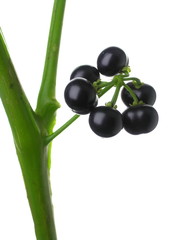 Solanum sp. (Black Pearl)