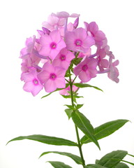 Phlox paniculata 'Junior Bouquet'