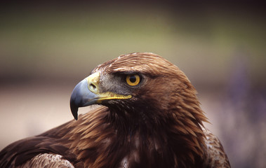 Cabeza de aguila real