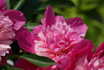 peony