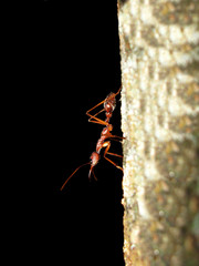 Giant Ant on a tree