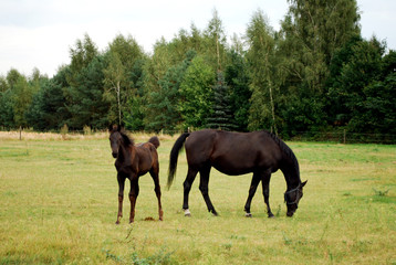 two horses mare and  foal on the paddock
