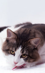 Obraz premium portrait de chat la tête posée sur le sol - grande douceur