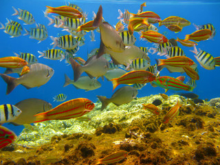 Fototapeta na wymiar Tropical fishes and coral reef