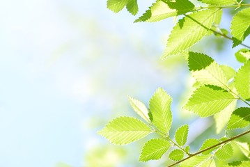 Abstract Leaves Backgrounds