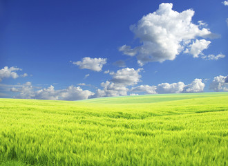 Naklejka premium field