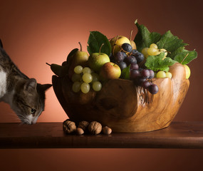 natura morta con gatto
