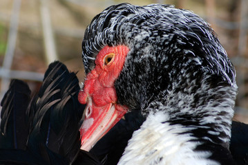 Muscovy Duck
