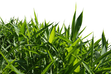 buisson de bambou