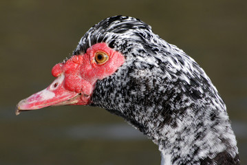 Muscovy Duck