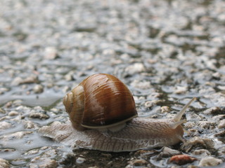 snail