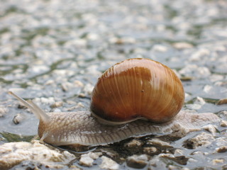 snail