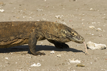 Komodo dragon