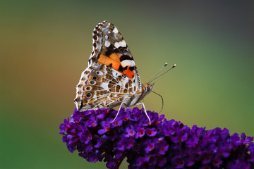 Naklejka premium Distelfalter