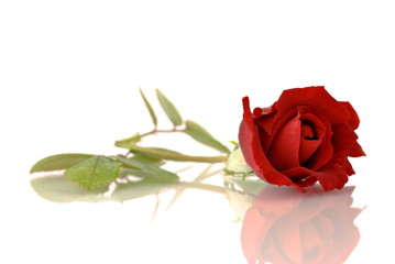 Red rose isolated on white background