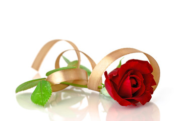 Red rose and gold silk ribbon