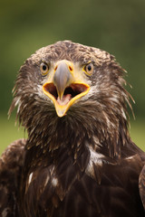 Portrait of a young bald eagle