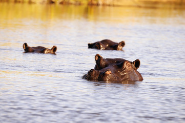 La piscina degli ippopotami