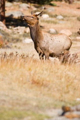 Obraz premium Elk