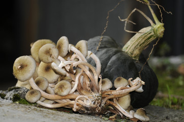 Funghi chiodini con zucca